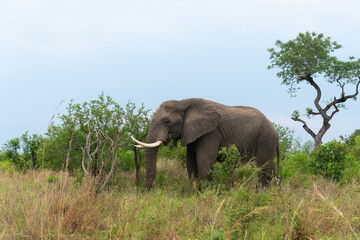 Fototapeta premium Éléphant d'Afrique, gros porteur, Loxodonta africana, Parc national du Kruger, Afrique du Sud