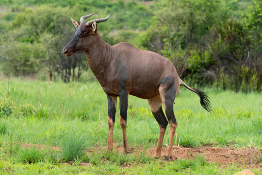 Damalisque, Damaliscus lunatus, Parc national Kruger, Afrique du Sud