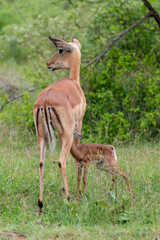 Impala, femelle et jeune, Aepyceros melampus
