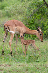Naklejka na ściany i meble Impala, femelle et jeune, Aepyceros melampus