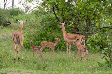 Impala, femelle et jeune, Aepyceros melampus