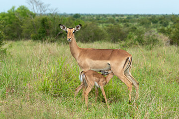 Naklejka na ściany i meble Impala, femelle et jeune, Aepyceros melampus