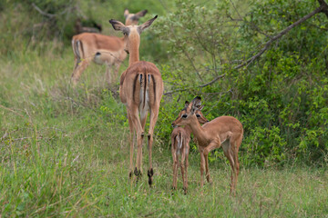 Impala, femelle et jeune, Aepyceros melampus