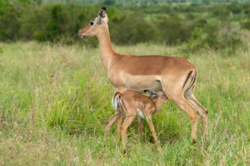 Impala, femelle et jeune, Aepyceros melampus