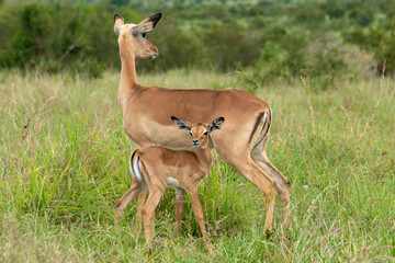 Impala, femelle et jeune, Aepyceros melampus