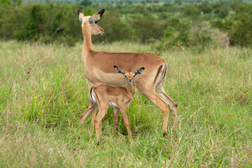 Impala, femelle et jeune, Aepyceros melampus