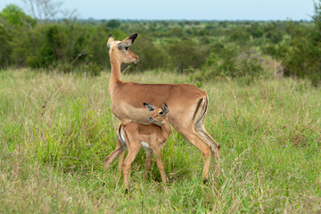 Impala, femelle et jeune, Aepyceros melampus