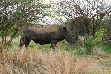 Rhinocéros blanc, corne coupée, white rhino, Ceratotherium simum, Parc national Kruger, Afrique du Sud