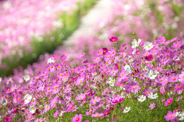 Naklejka premium コスモスの花 秋のイメージ