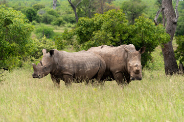 Rhinocéros blanc, corne coupée, white rhino, Ceratotherium simum, Parc national Kruger, Afrique du Sud