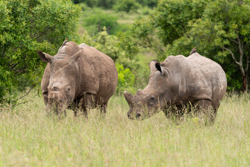 Rhinocéros blanc, corne coupée, white rhino, Ceratotherium simum, Parc national Kruger, Afrique du Sud