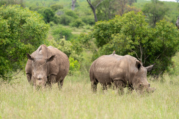 Obraz premium Rhinocéros blanc, corne coupée, white rhino, Ceratotherium simum, Parc national Kruger, Afrique du Sud