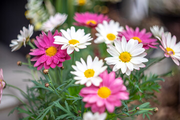 マーガレットの花　春のイメイメージ