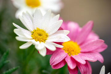 Fototapeta premium マーガレットの花 春のイメイメージ