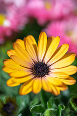 デイジーの花　春のイメージ