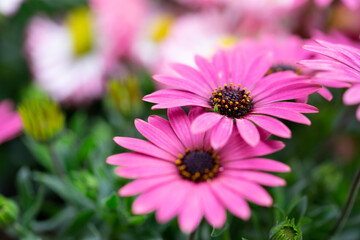 Obraz premium デイジーの花 マクロイメージ