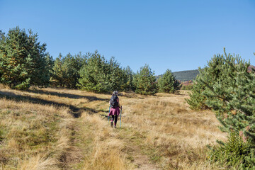 Naklejka na ściany i meble Woman Hiking in mountain with pine trees . Vitosha mountain ,Bulgaria