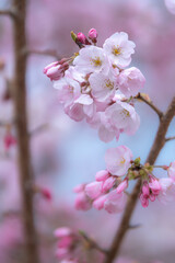 Obraz premium 桜の花 春のイメージ