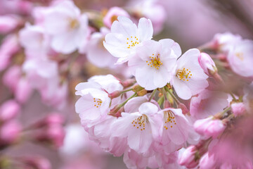 桜の花　春のイメージ