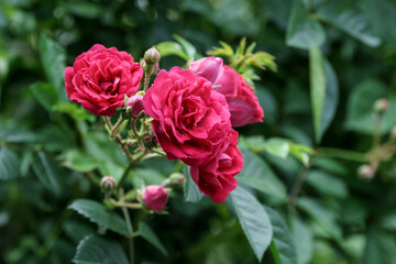 バラの花　屋外イメージ