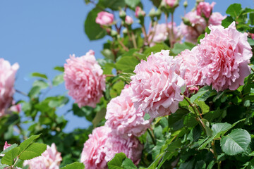 Fototapeta premium バラの花 屋外イメージ