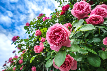 バラの花　屋外イメージ