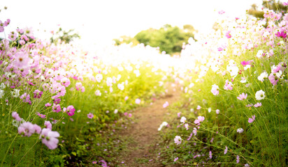 Obraz premium コスモスの花 秋のイメージ