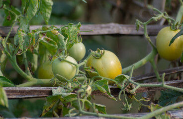 Green Tomato vegetables in the garden with natural view background, selective focus images.