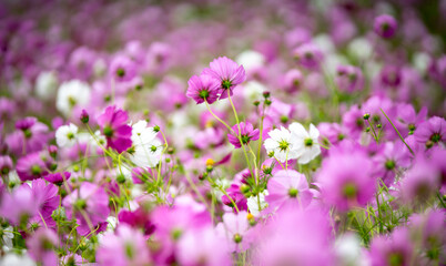 コスモスの花　秋のイメージ