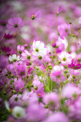 コスモスの花　秋のイメージ