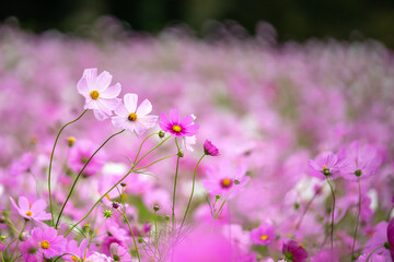 コスモスの花　秋のイメージ