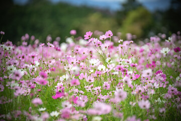 コスモスの花　秋のイメージ