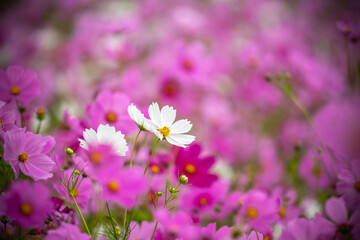 コスモスの花　秋のイメージ