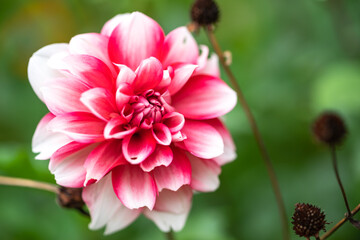 Fototapeta premium ダリアの花