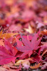 紅葉　秋の和風イメージ