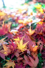 紅葉　秋の和風イメージ