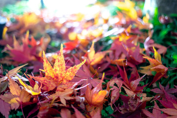 紅葉　秋の和風イメージ