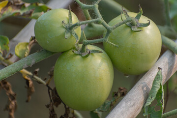 Green Tomato vegetables in the garden with natural view background, selective focus images.
