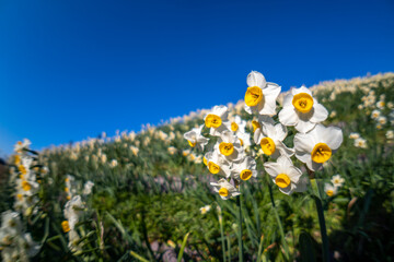 水仙の花　初春イメージ