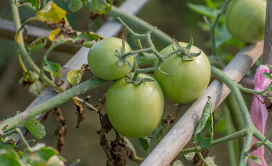 Green Tomato vegetables in the garden with natural view background, selective focus images.