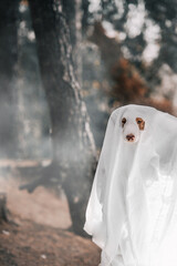 australian shepherd halloween outfits