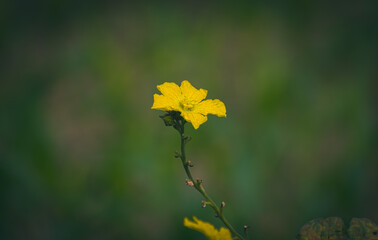 Beautiful yellow bottle gourd vegetables flower ( kodu ful of law ful) in the vegetable garden with green leaf background, nature wallpaper images.
