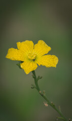 Beautiful yellow bottle gourd vegetables flower ( kodu ful of law ful) in the vegetable garden with green leaf background, nature wallpaper images.
