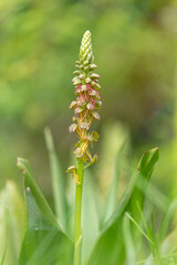 Orchis anthropophora Man orchid flower spike growing on calcareous grass meadow in Spring in France