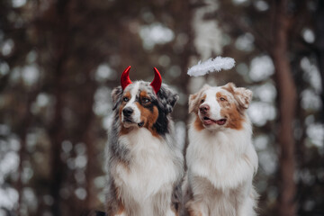 australian shepherd halloween outfits