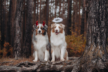 australian shepherd halloween outfits
