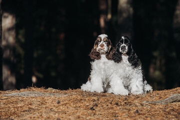 American Cocker Spaniel puppies in the autumn forest