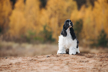 Puppy cocker spaniel sits in the autumn forest