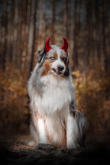 australian shepherd halloween outfits