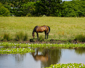 Bay coloured horse reflected in water. 